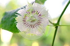 Passion Fruit Flower and Leaves Isolated on a white background.