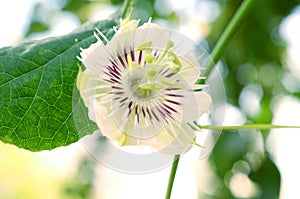 Passion Fruit Flower and Leaves Isolated on a white background.