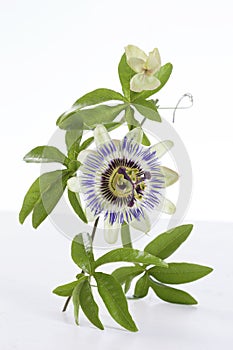 Passion Fruit Flower and Leaves Isolated on a white background