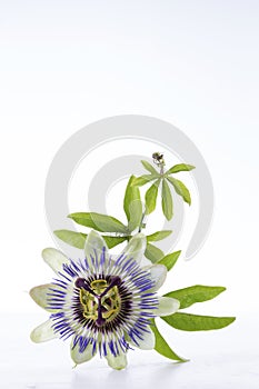 Passion Fruit Flower and Leaves Isolated on white with clipping