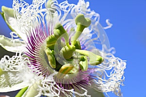 Passion fruit flower macro