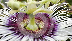 Passion fruit flower in macro mode