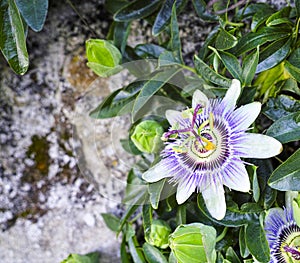 Passion fruit flower photo