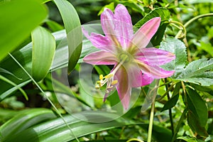 Passion fruit flower - Passiflora