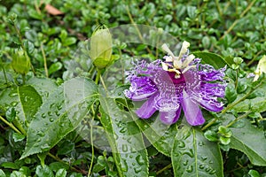 Passion fruit flower, Passiflora incarnata photo
