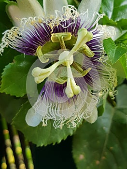 Passion fruit flower in it`s peak