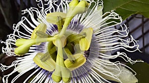 Passion Fruit Flower upclose