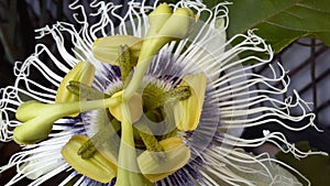 Passion Fruit Flower upclose