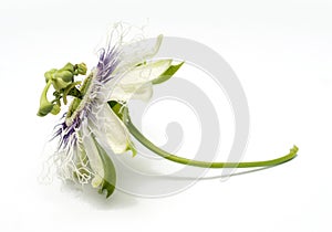 Passion fruit flower on a white background