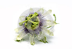 Passion fruit flower on a white background