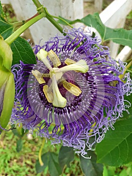 passion fruit flowers are blooming in the garden
