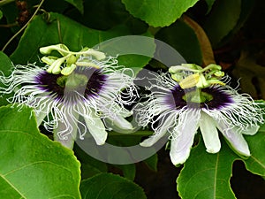 Passion Fruit Flowers