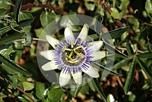 Passion fruit flowes