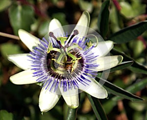 Passion fruit flowes and bee