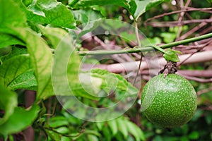 Passion fruit on fresh green from the fruit is not cooked yet ready