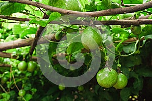 Passion fruit on fresh green from the fruit is not cooked yet ready