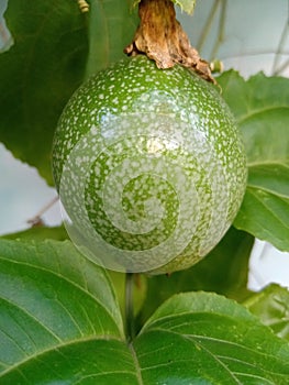 Passion fruit is a fruit that is widespread in Indonesia