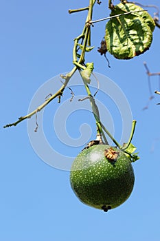 Passion fruit in the garden