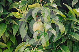 Passion fruit growing