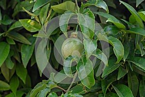 Passion fruit growing