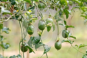 Passion Fruit growing