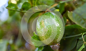 Passion fruit growing on vine tree plant, Fresh raw green passion fruit