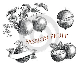 Passion fruit hand draw vintage engraving style black and white clip art