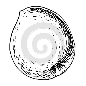 Passion fruit isolated on white background. Tropical fruit maracuja hand drawn vector illustration. Design element for