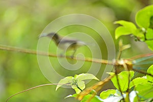 Passion fruit leaf closeup photography with blurred photography