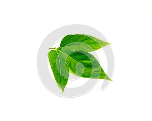 Passion fruit leaf with 3 lobes, upper surface in dark green, smooth, and glossy growing in alternate pattern and have serrated,