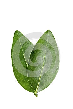 Passion fruit leaves isolated on white background
