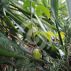 Passion fruit among leaves. it's harvest time!