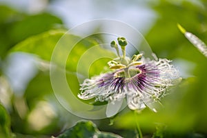 Passion fruit magical shape of flowers