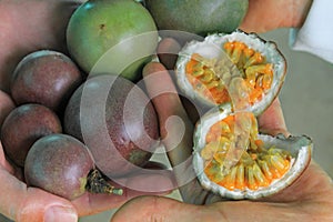 Passion fruit, Maracuja, Passiflora edulis, on the vine in plantations, near El Jardin, Antioquia, Colombia photo