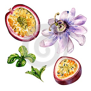 Passion fruit, mint leaves and flower watercolor illustration isolated on white.