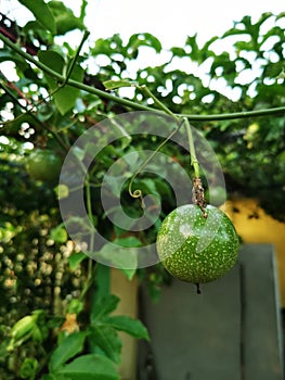 Passion fruit on my garden