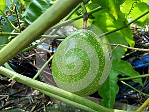 Passion fruit with a natural background