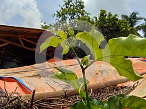 Passion fruit with a natural background