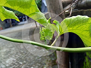 Passion fruit with a natural background