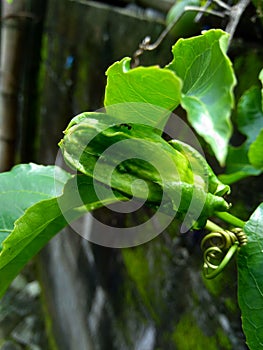 Passion fruit with a natural background