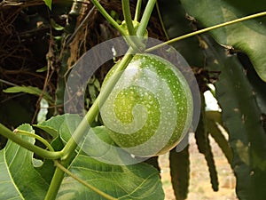 Passion fruit near dragon fruit tree