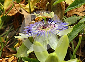 Passion fruit (Passiflora edulis) blooming flower