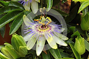 Passion fruit (Passiflora edulis) blooming flower