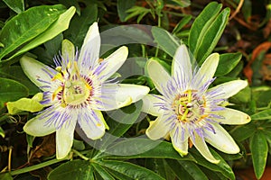 Passion fruit (Passiflora edulis) blooming flowers