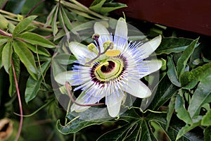 Passion fruit or Passiflora edulis open blooming beautiful unusual flower surrounded with dark green thick leaves