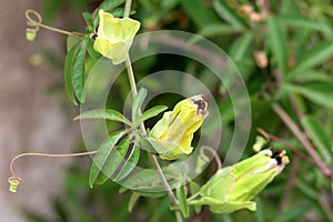 Passion fruit or Passiflora edulis plant with multiple closed flowers waiting to open and bloom surrounded with green leaves in photo