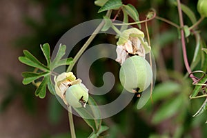 Passion fruit or Passiflora edulis plant with two fresh green fruits surrounded with dark green leaves in local garden on warm