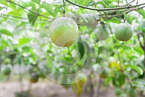 Passion fruit (passiflora edulis ) photo