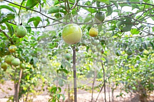 Passion fruit (passiflora edulis ) photo