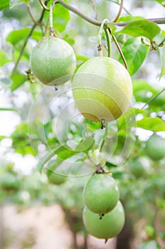 Passion fruit (passiflora edulis ) photo